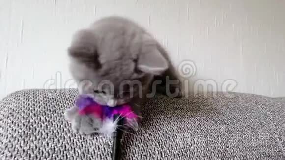 小灰猫躺在沙发上玩玩具视频