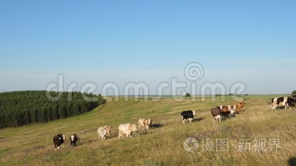 美丽的高山草地和奶牛。 蓝天上牧场上的牛。 奶牛在牧场上放牧. 奶业概念