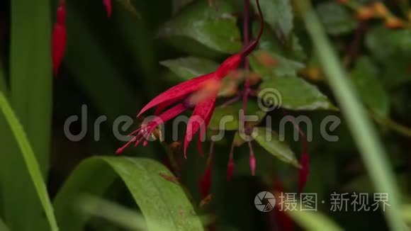 美丽的粉红色紫红色植物视频