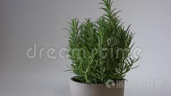 滑块沿着迷迭香花盆移动