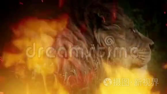 大狮子在火焰中转身看着镜头视频