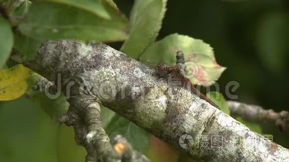 树枝上的蜻蜓视频