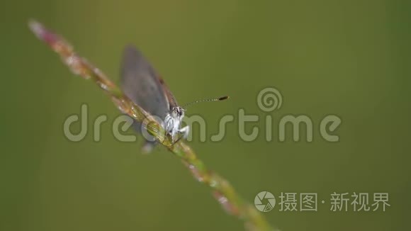 深草蓝色视频