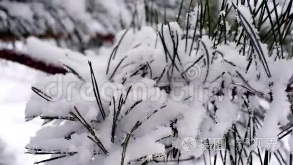 冷杉树枝上的雪视频