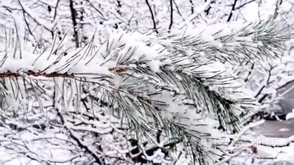 冷杉树枝上的雪视频