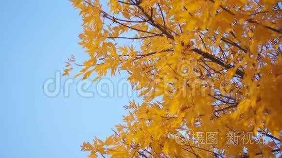 秋天树上的橙色叶子