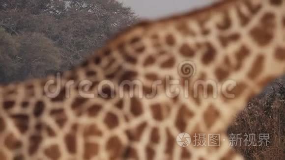 模糊长颈鹿发现两只长颈鹿焦点视频