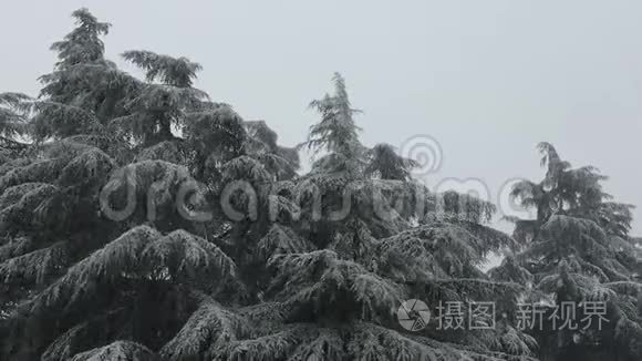 意大利博洛尼亚的森林，在圣诞节的暴风雪下。