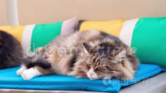 猫睡在彩色枕头上的时间流逝