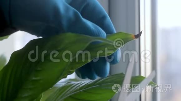 严重修剪植物叶片枯梢视频