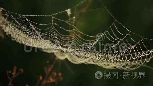 蜘蛛网在森林中随风摇动