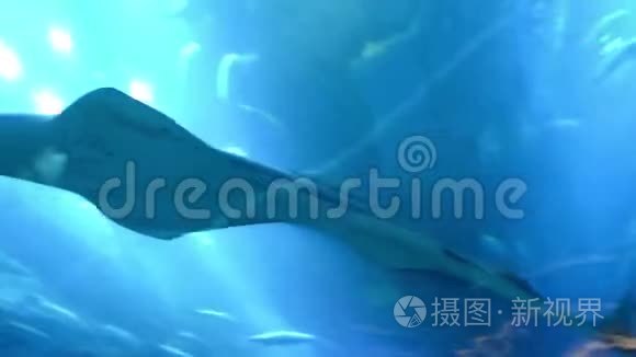 五颜六色的水族馆，有大而漂亮的锯鱼