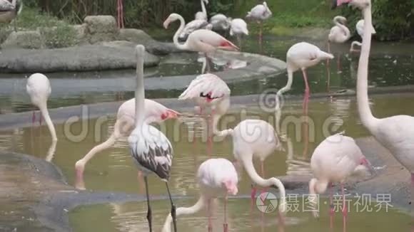 一群粉红色的火烈鸟在浅塘里觅食