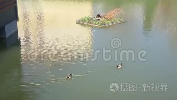 鸭子在湖里游泳