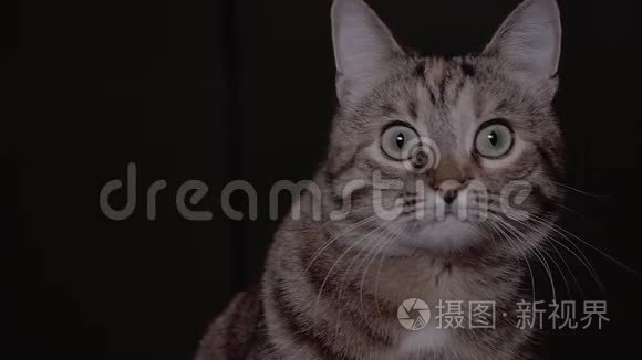 晚上被猫吓坏了。 国产宠物正在狩猎，黑色背景..