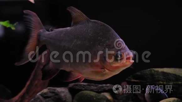 水族馆里的食肉鱼视频