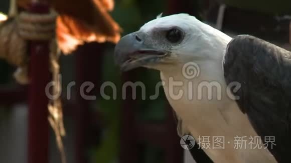 灰色猎鹰掉落一块食物视频