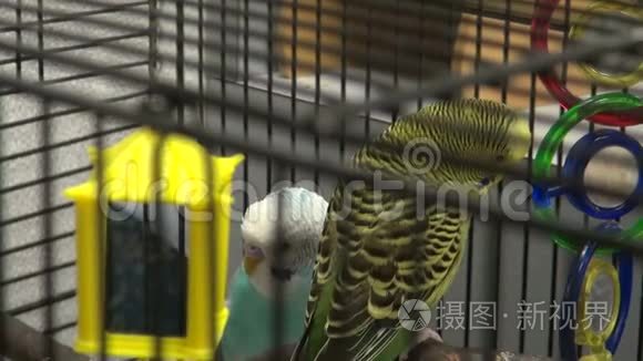 鸟笼里的鸟视频