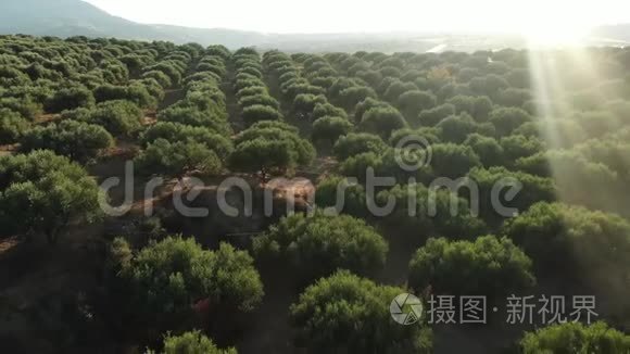 绿色的花园有一排排橄榄树和蓝天，手持射击。 夏季有橄榄树的农业果园。