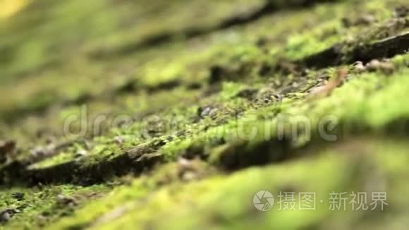 拍摄宏观计划绿色苔藓与雨滴，清晨的露珠。