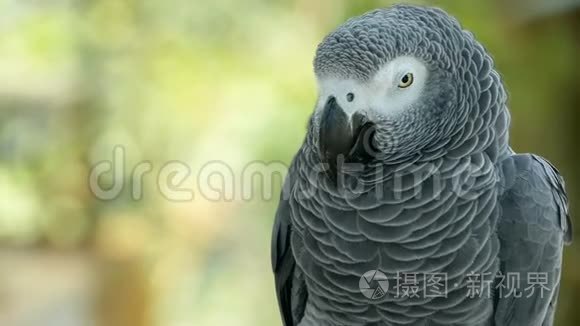 红尾一夫一妻制非洲刚果灰色鹦鹉。 同伴雅科是流行的鸟类宠物，原产于赤道地区。