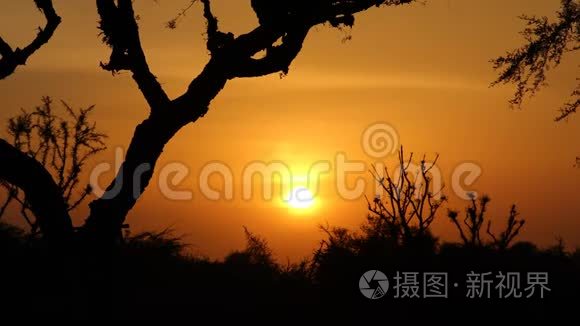 夕阳和树的缤纷色彩视频