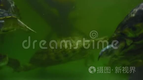 乌龟在绿色的水里游泳