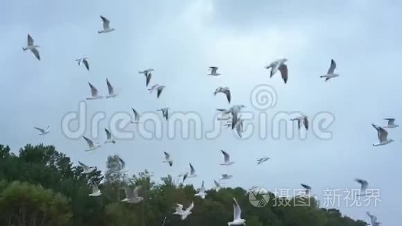 一群美丽的海鸥在蓝天上飞翔视频