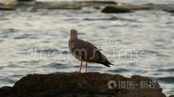 一只大海鸥站在海边的石头上视频