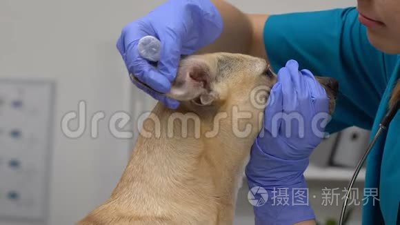 专业兽医滴入药液治疗犬耳炎视频