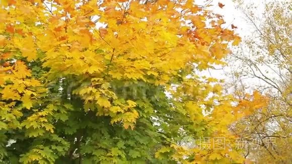 金色的枫叶在树上迎风飘扬视频