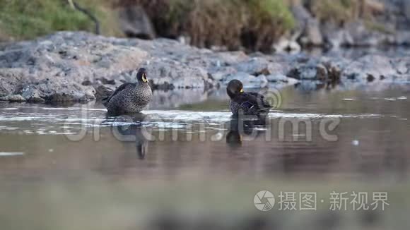 黄嘴鸭清理羽毛视频