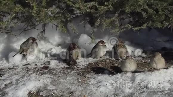 雪中树下的麻雀视频