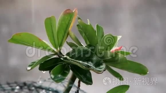 雨季雨水落在地上