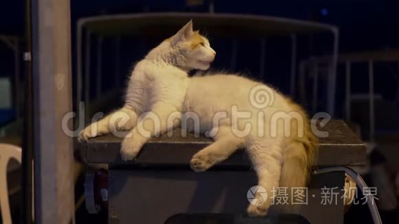 在黑暗中躺在户外的可爱的白色绒毛猫的近景