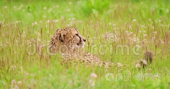 猎豹躺在森林里的田野上