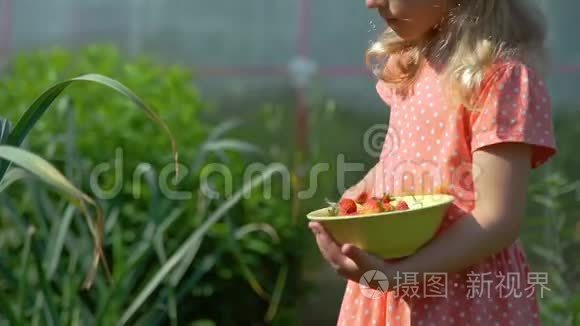 在种植园采摘草莓的小女孩视频