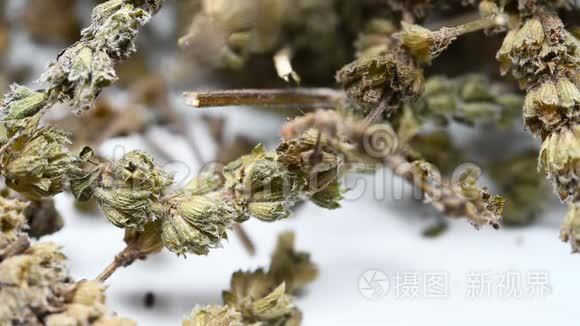 侧视草药静洁或荆芥草或细叶荆芥草旋转和暂停