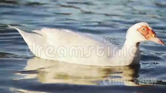湖上漂着一只美丽的白鹅。 特写镜头。 慢动作。