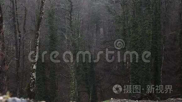 深秋林下雨.. 库存录像。 寒冷的秋天天气和雾蒙蒙的大雨下潮湿的树。