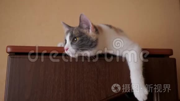 猫躺在壁橱里