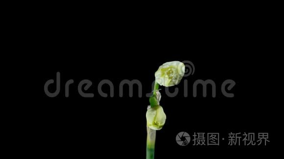 白色水仙花开放开花的时间视频