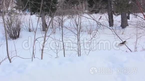 狗在雪地里奔跑视频