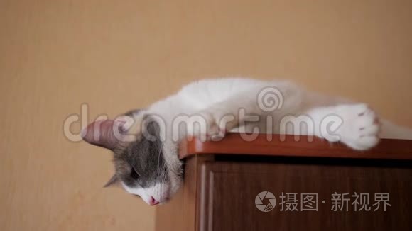 猫躺在壁橱里