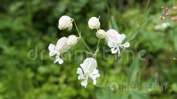 高山景观中的喜莲花视频