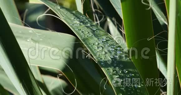 晨露绿植特写视频