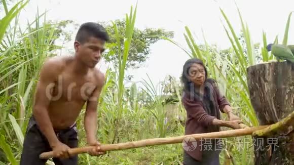 土著人在丛林中生产甘蔗汁视频
