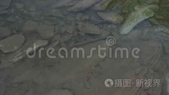 浅山河水流与鱼苗视频