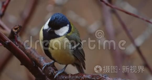 树枝上的小鸟特写镜头视频