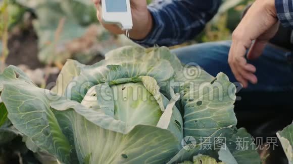 农艺师测量甘蓝中硝酸盐的含量视频